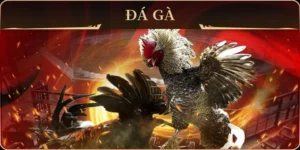 Thống Lĩnh Sới Gà GA28 SP666 Với Chiến Thuật Cược Bất Bại