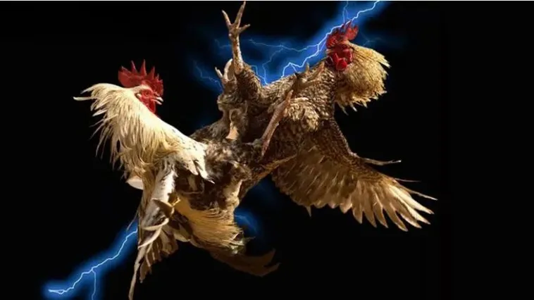 Đá Gà SP666 Đấu Trường Rực Lửa Cho Kê Thủ Chuyên Nghiệp