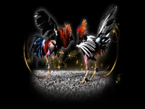 Chinh Phục Đấu Trường Đá Gà Sabong SP666 Bất Bại Ngay Hôm Nay