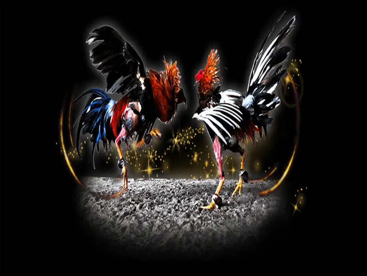 Chinh Phục Đấu Trường Đá Gà Sabong SP666 Bất Bại Ngay Hôm Nay 1 Chinh Phục Đấu Trường Đá Gà Sabong SP666 Bất Bại Ngay Hôm Nay