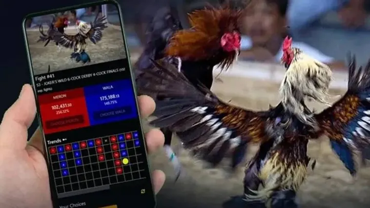 Đá Gà SP666 Đấu Trường Rực Lửa Cho Kê Thủ Chuyên Nghiệp