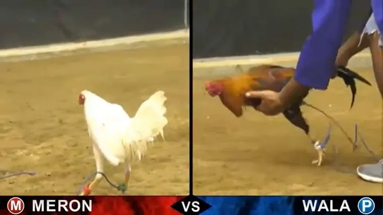 Chinh Phục Đấu Trường Đá Gà Sabong SP666 Bất Bại Ngay Hôm Nay 2 Chinh Phục Đấu Trường Đá Gà Sabong SP666 Bất Bại Ngay Hôm Nay